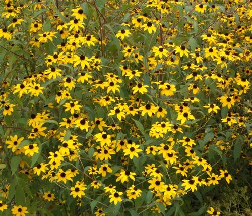 Brown-Eyed Susans