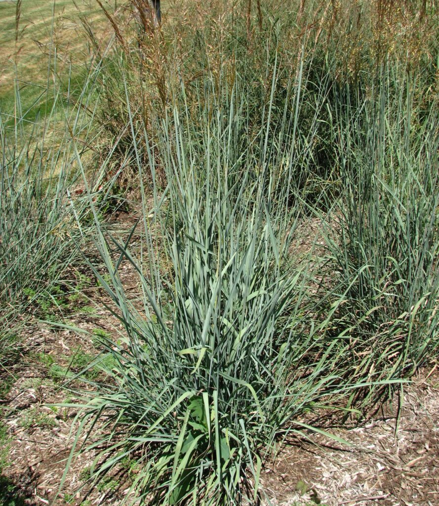 spar blue stem grass