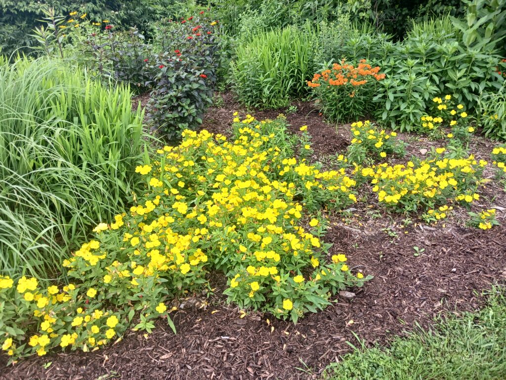 Front to back: Sun Drops, Butterfly Milkweed, Smooth Oxeye