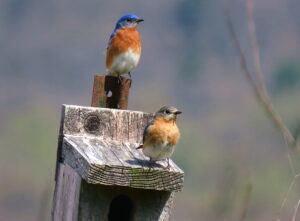 Open House at Bluebird Trail